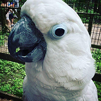 Umbrella Cockatoo, Chester200.jpg
